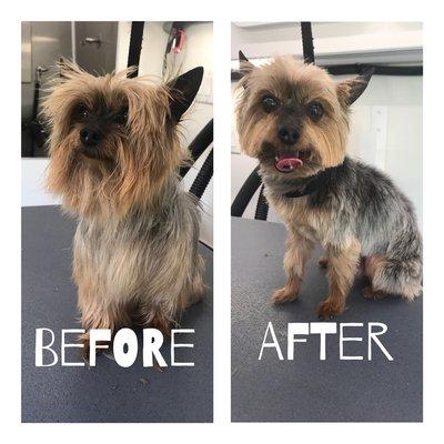 Yorkie, before & after!