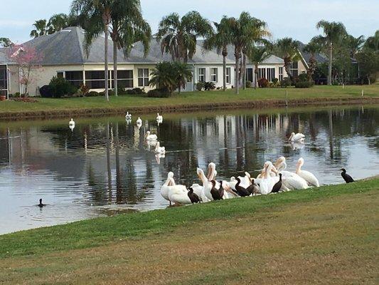 Very beautiful course, well kept, and interesting wildlife.