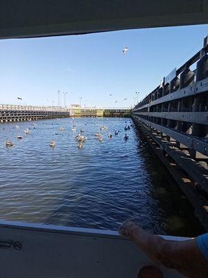 Locks churn fish = feeding frenzy.