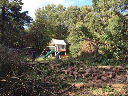 Tree Removal in Dix Hills