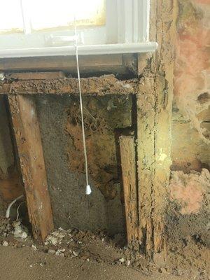 Termite damage to studs behind drywall at a Memphis, TN property