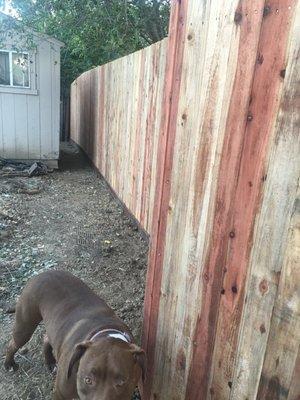 Continued backyard by shed