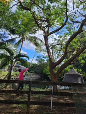 Steve's Tree & Landscape