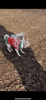 My daughter Sky (Pomeranian Mix) and her boyfriend Mickey (Chihuahua) playing in the small dogs pen.