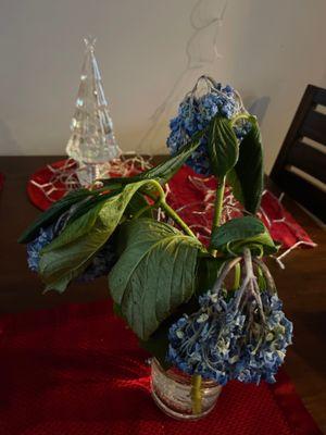 Disappointed.... 1 day old hydrangeas @$9