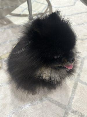 My Pom, Bandit, after grooming at Exmoor Pet.