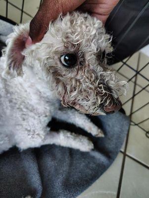 Dirty Bichon face from vet office.