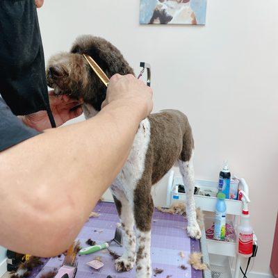 The attention to detail and dedication from the groomer is so admirable! And thank you coco for being a great sport!