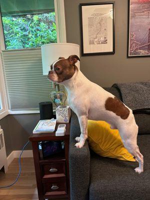 Tater looks out the window waiting for walkies with Skylar!