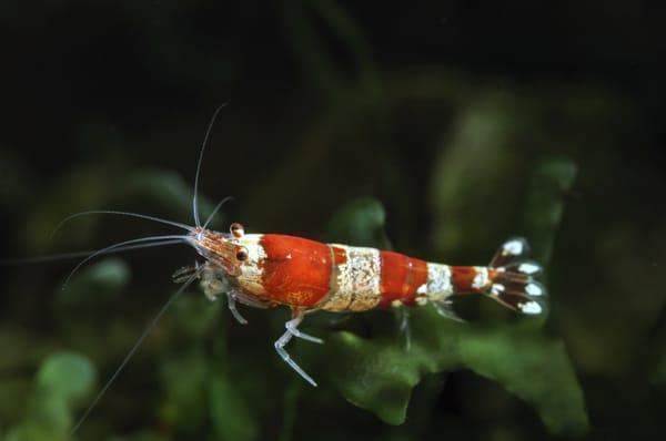 Crystal Red Shrimp