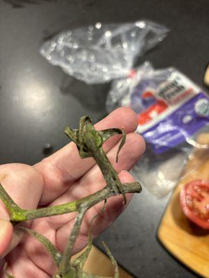 Moldy tomato vine