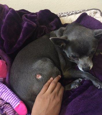 This is the infection (ringworm) my chihuahua contracted at this facility.