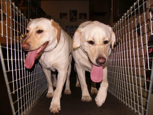 Teva & Max on our dog treadmill.