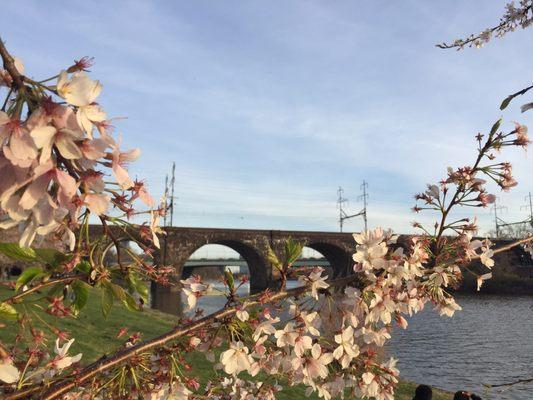 Cherry blossoms