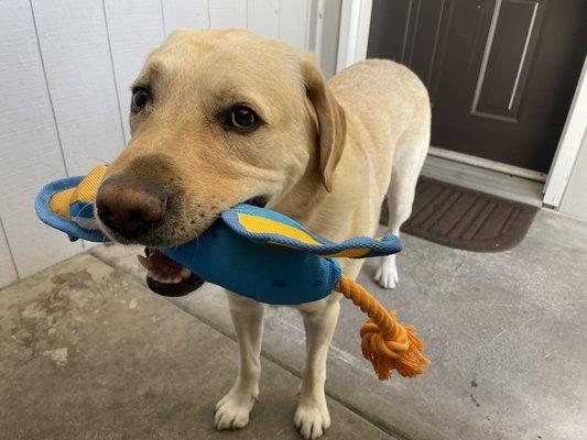 Launcher duck water toy for Oaky @oakythedog