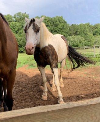 Gypsy, our hard working large pony!