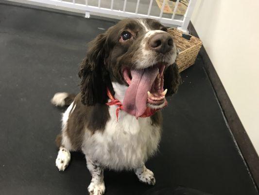 Springer Spaniel