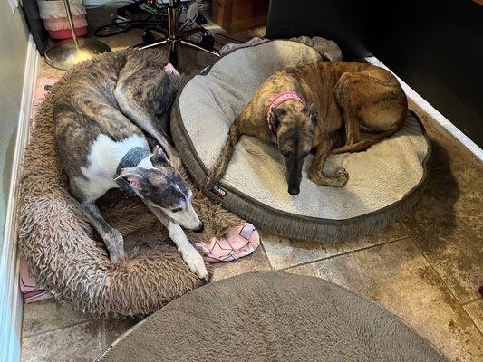 Barbie at home before we left for the vet. She had pulled her bed out to keep Tripp from laying next to her, but he did anyways.