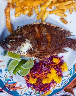 Tilapia