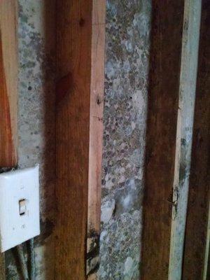 Mold discovered growing within the wall cavity behind the drywall.