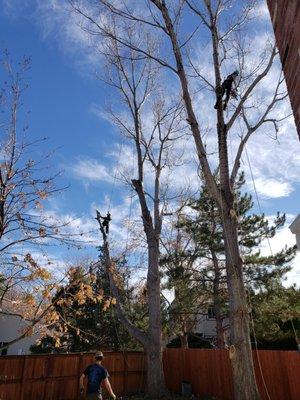 Giant cottonwoods!