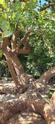 Cool tree next to the patio seating