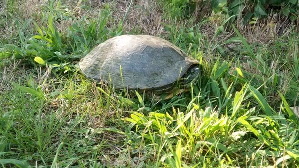 Even tortoises win races : )