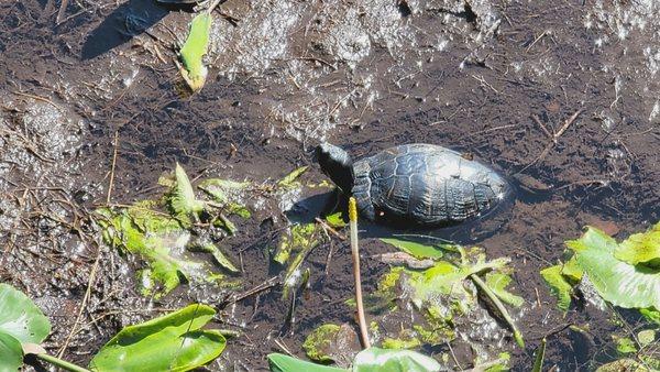 A closer view of a red eared slider