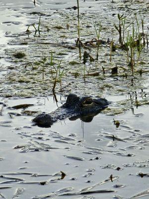 Watching each other... will it be gator bites or human bites?!