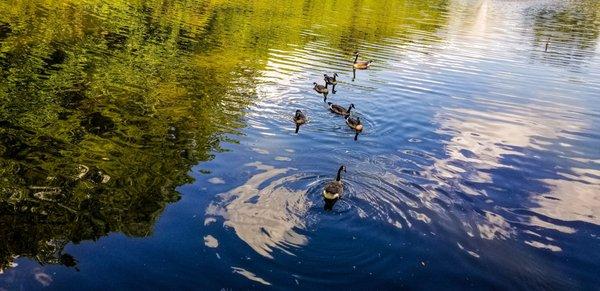 Pond where residents can feed turtles and ducks