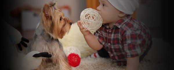 Carpet Cleaning Spring