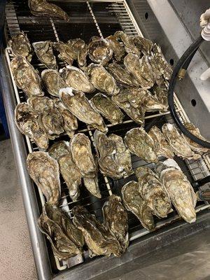 Large Shell Oysters. One bag= 15 pieces.