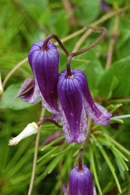 Clematis 'Roguchi'