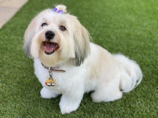 Freshly groomed Coco