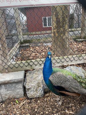 Forsyth Park Zoo