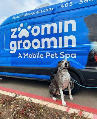 Zoomin Groomin - Edmond, Oklahoma