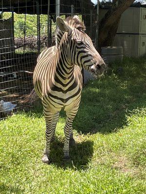 Ever been this close to a zebra!