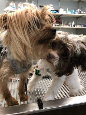 Peanut Beanut & Luna Petunia in the Treatment Area