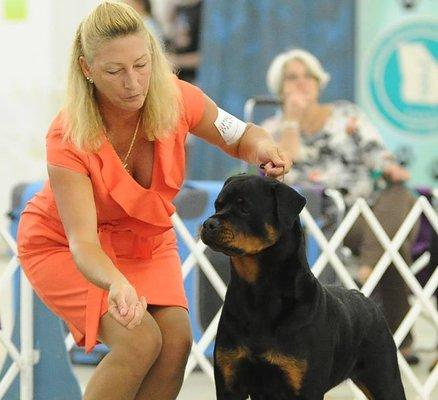 Besides getting my clients out of jail, showing dogs is my passion. Here is my award-winning Cali with her handler Krissy.