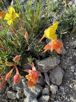 Spring Mountain National Recreation Area