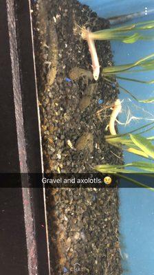 Axolotl conditions