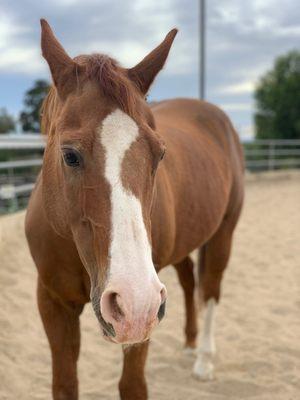 My grateful, happy horse  loves Damoor's!