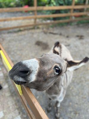 Who doesn't love Jenny the donkey?