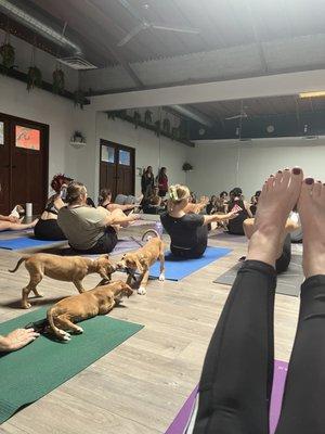 Puppy Yoga ‍