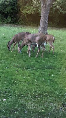 The deer in my backyard at The Flamingo Trailer Park. Right out my back room .