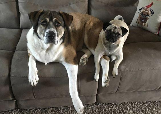 Max is the Saint Bernard Mix and Mollie our pug