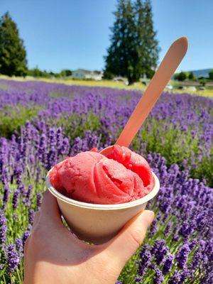 Purple Haze Lavender Farm