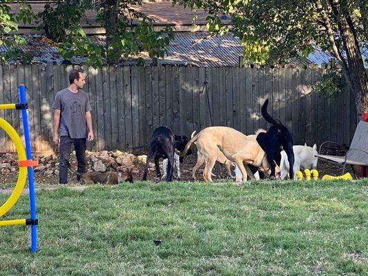 Foxy Roxy's doggy daycare and training