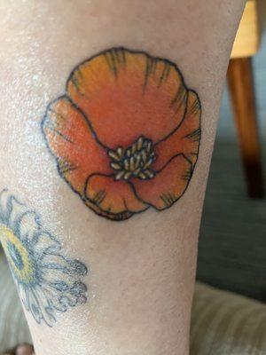 California poppy flower