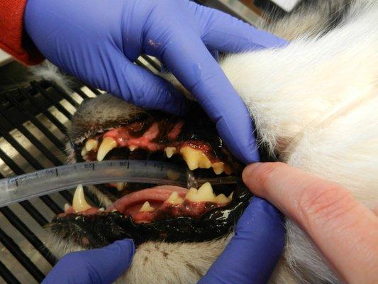 Affordable Rates for Pet Teeth Cleaning, typically lowest price in region.